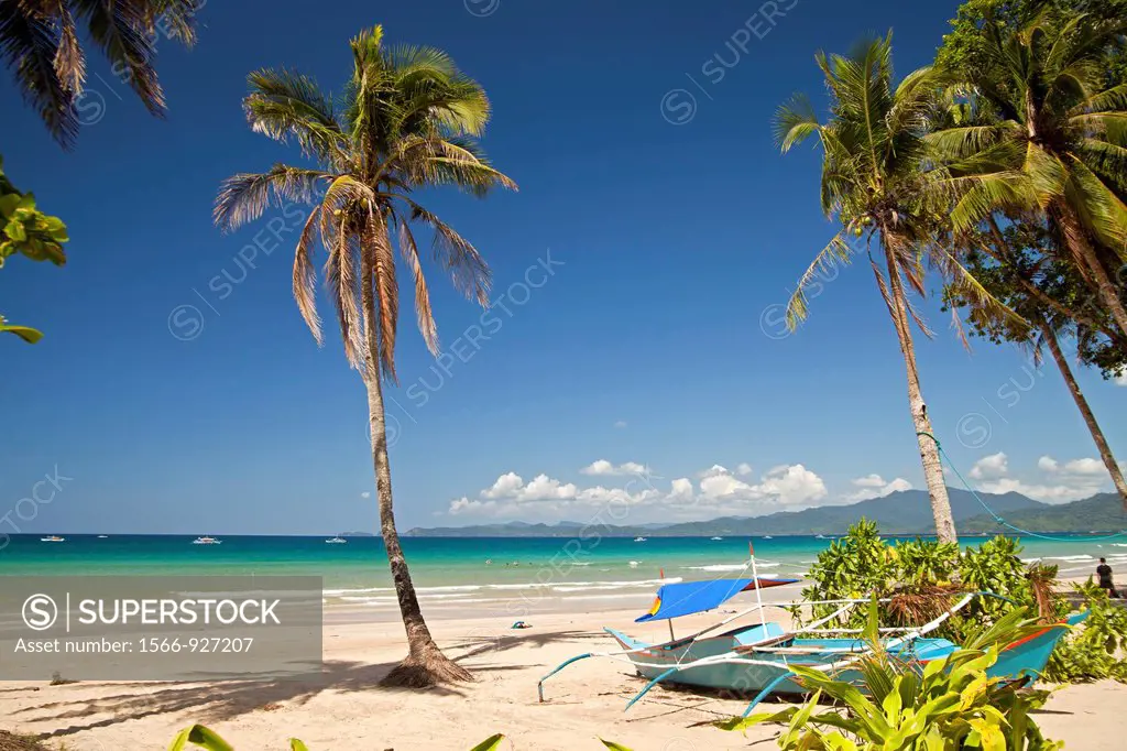Coconut Palm Cocos nucifera on the beach of Sabang, Palawan, Philippines, Asia