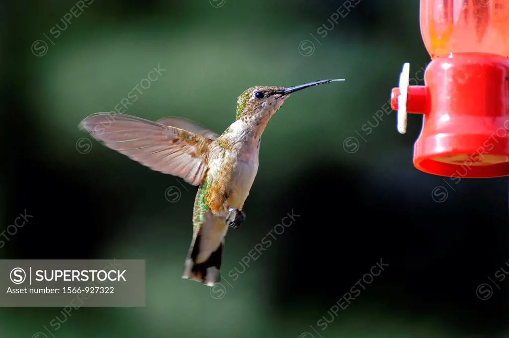 Hummingbird in flight at a feeder