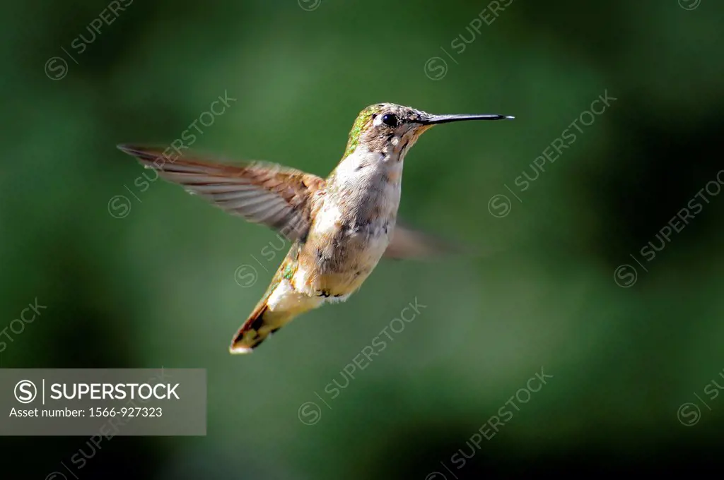 Hummingbird in flight at a feeder