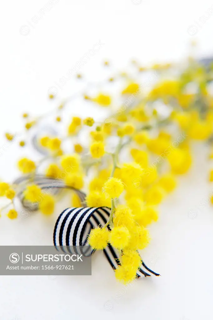 Yellow Mimosa and black and white ribbon