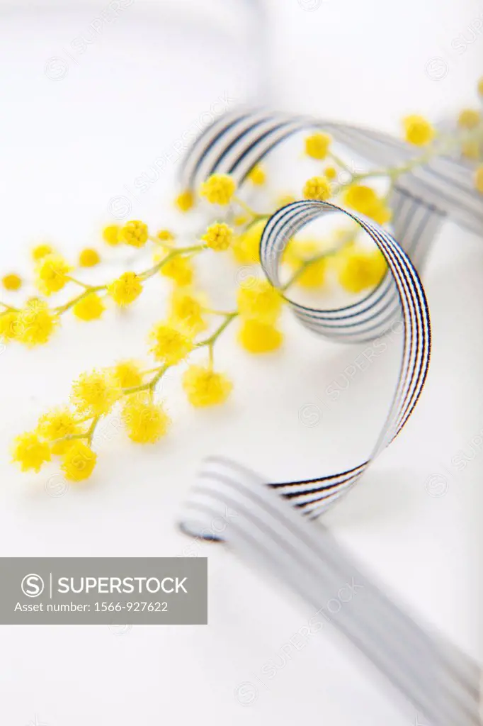 Yellow Mimosa and black and white ribbon
