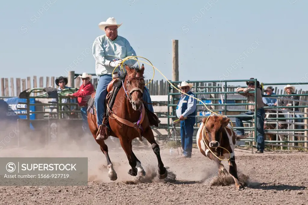 Calf roping, Siksika Nation Rodeo, Gleichen, Alberta, Canada