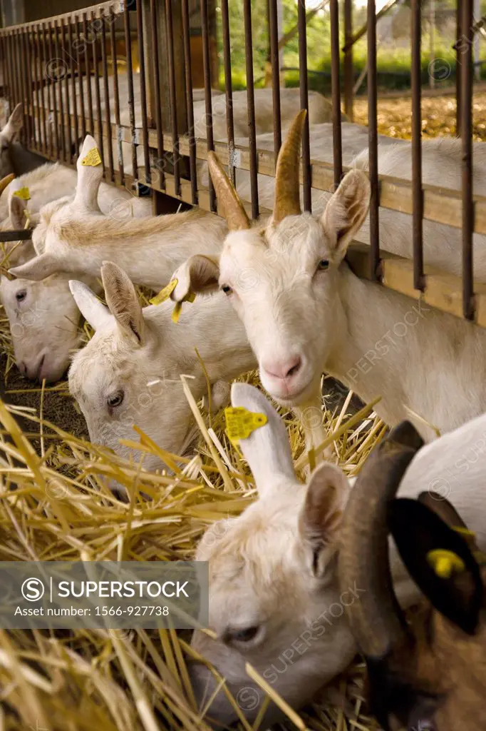 Goats and sheep farm Can Caus, Santa Gertrudis de Fruitera, Ibiza, Balearic Islands, Spain