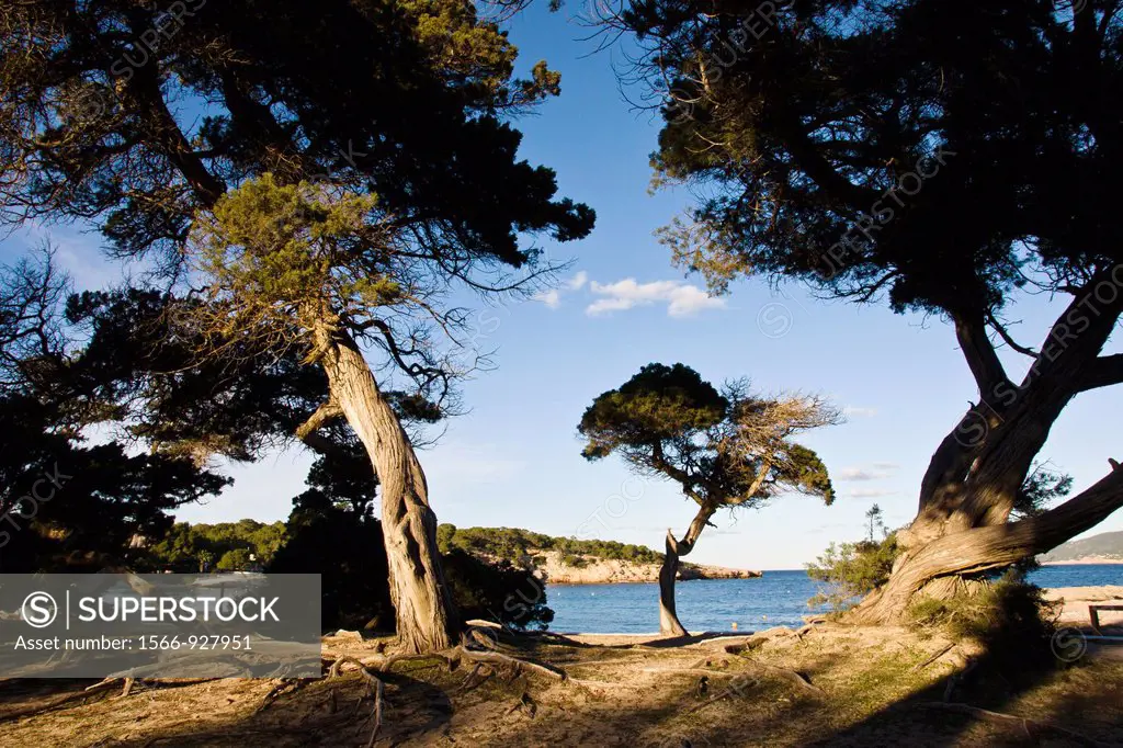Juniper (Juniperus phoenicea), Cala Bassa Cala Compte Natural Park, Ibiza, Balearic Islands, Spain