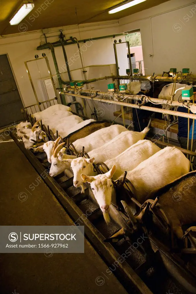 Goats and sheep farm Can Caus, Santa Gertrudis de Fruitera, Ibiza, Balearic Islands, Spain