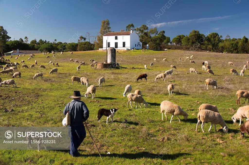 Sheeps and shepherd, Beas, Huelva-province, Spain,
