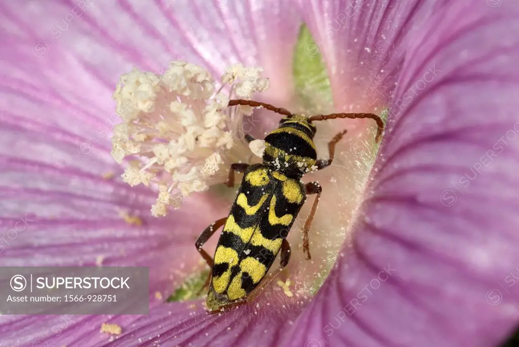 Wasp Beetle Spanish, Neoplagionotus marcae, Toledo, Castile-La Mancha, Spain