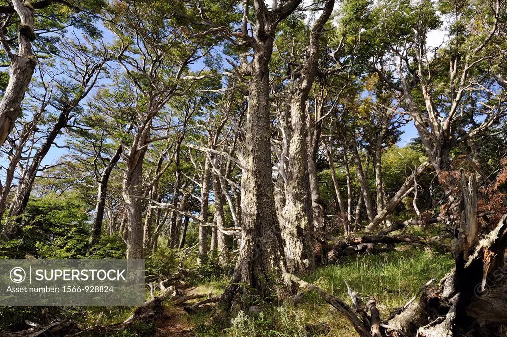 Lenga Beech forest Nothofagus pumilio, Wulaia Bay, Navarino island, Tierra del Fuego, Patagonia, Chile, South America