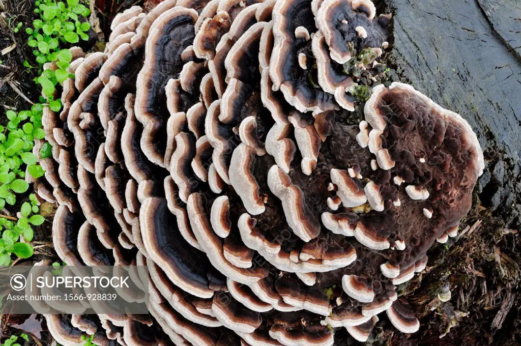Wood fungi Trametes versicolor on a tree stump