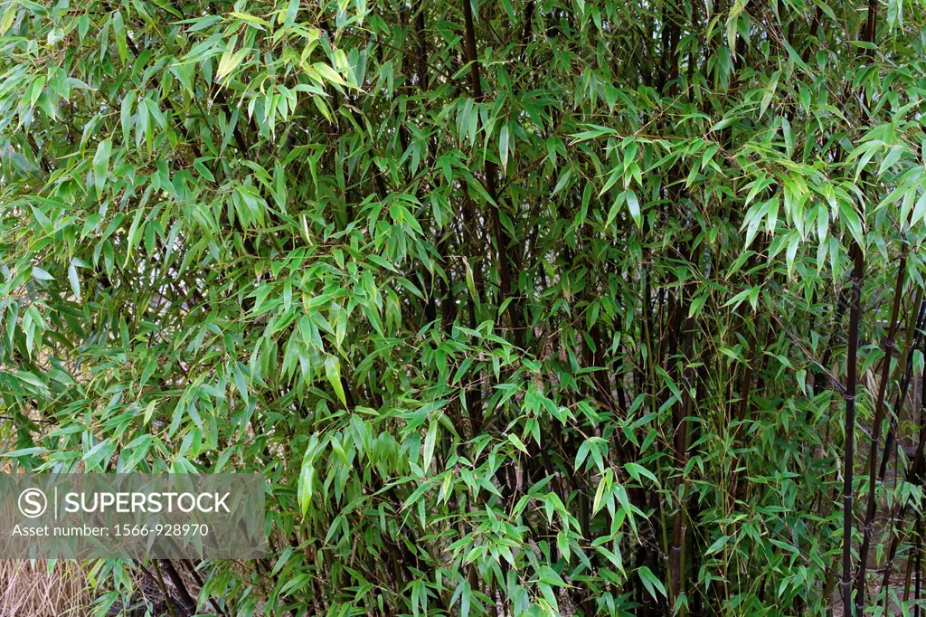 Phyloostachys nigra - Black bamboo