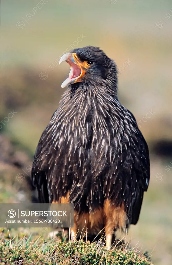 Striated Caracara or Johnny Rook Phalcoboenus australis on the Falkland Islands  The striated caracara is a strictly protected bird of prey living onl...