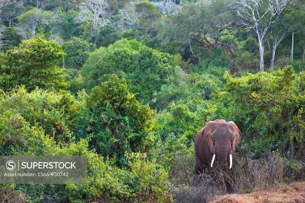 African elephant (Loxodonta africana), Aberdare National Park, Kenia, Africa