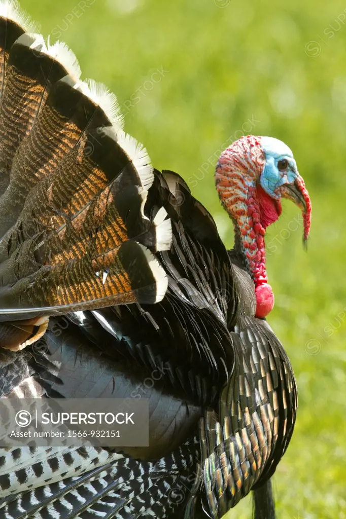 Wild Turkey, California , USA
