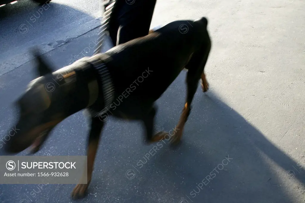 person walking dog in street in city town