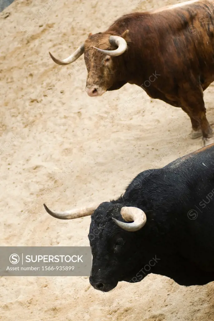 Fighting bulls, Las Ventas bullring, Madrid, Spain