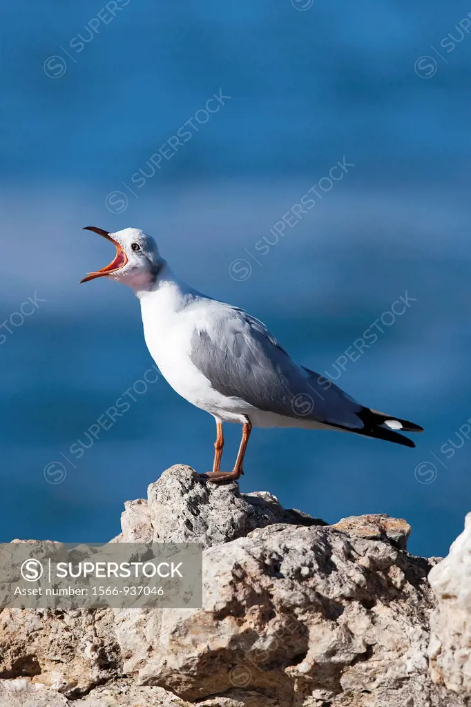 Hartlaub´s Gull or king Gull, larus hartlaubii, Adult standing on Rock, Calling out, Hermanus in South Africa