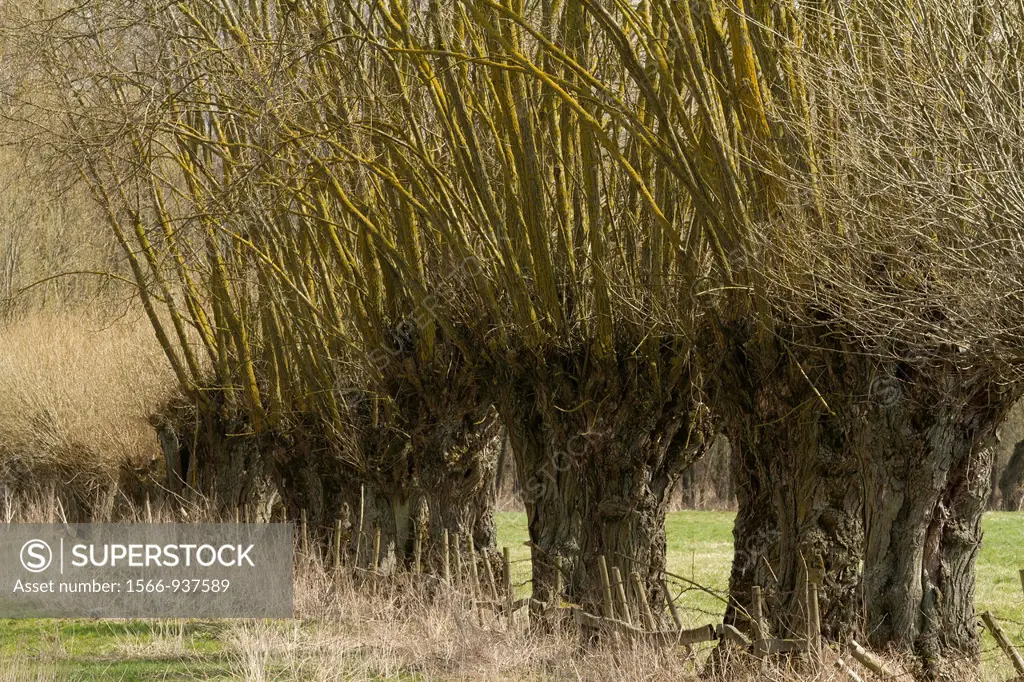 Poland. Mazowsze region. Willow trees. Willows are very popular trees in the Mazowsze region