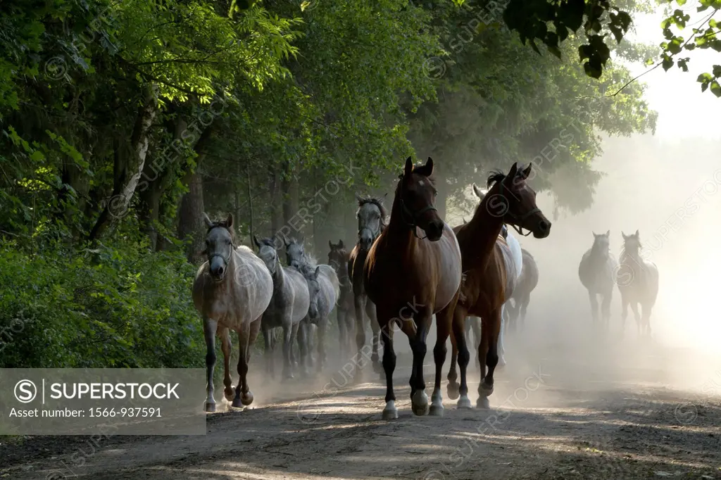 Janów Podlaski Arab Horses Stud. The comeback from the pasture