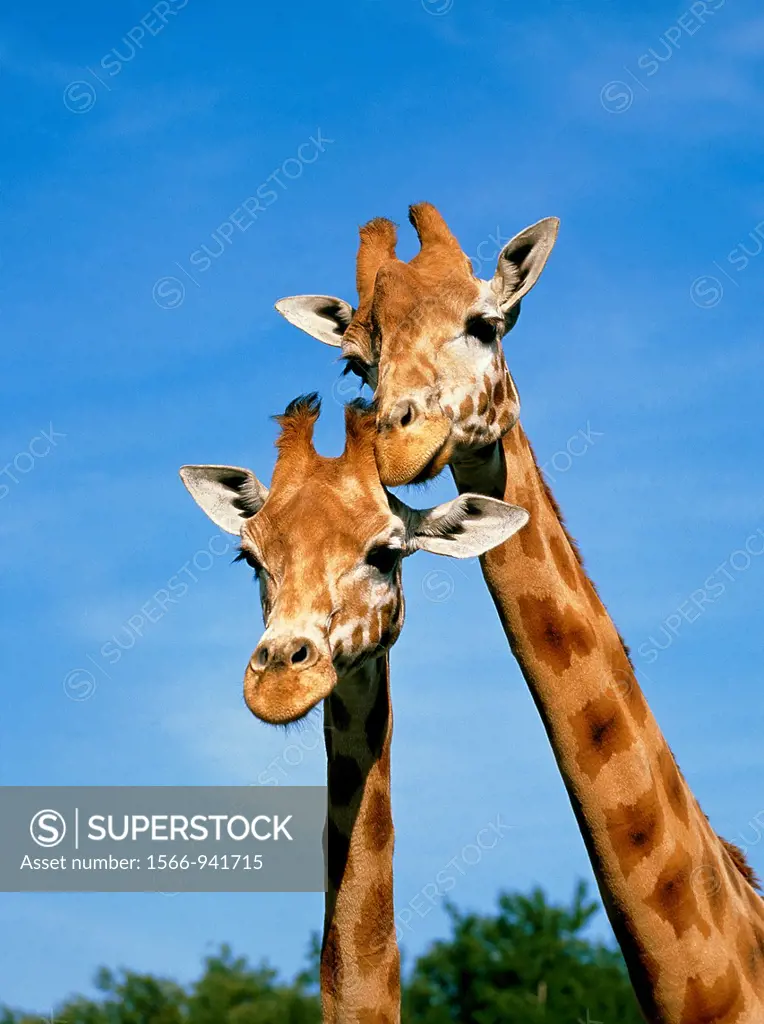 Rothschild´s Giraffe, giraffa camelopardalis rothschildi