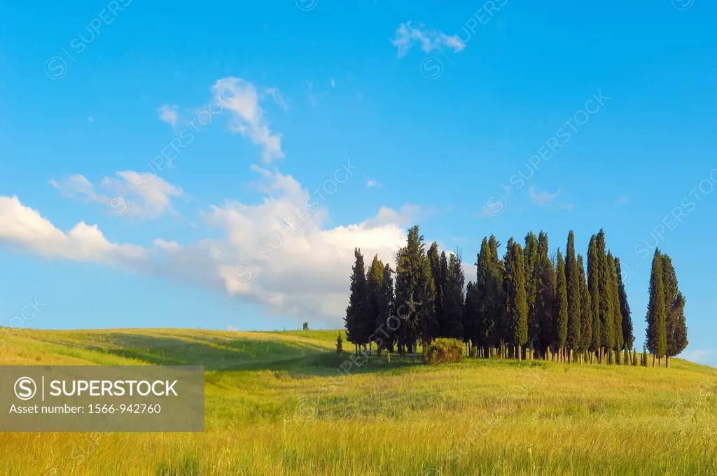 Cypress trees, San Quirico d´Orcia, Val d´Orcia, Siena Province,Tuscany, Italy