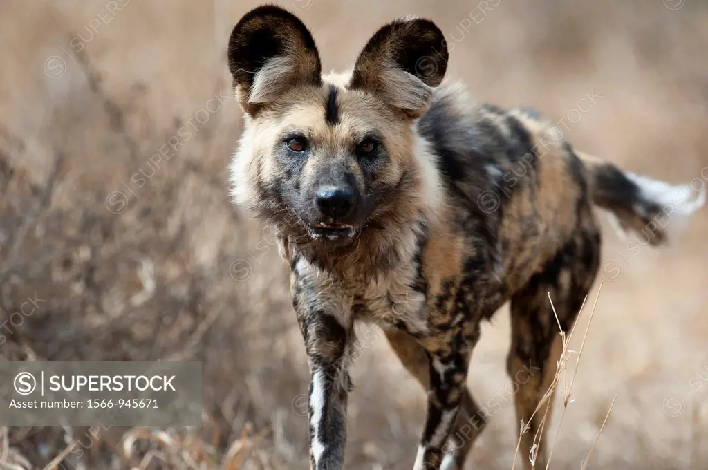 African Wild Dog Lycaon pictus  Greater Kruger Park, South Africa