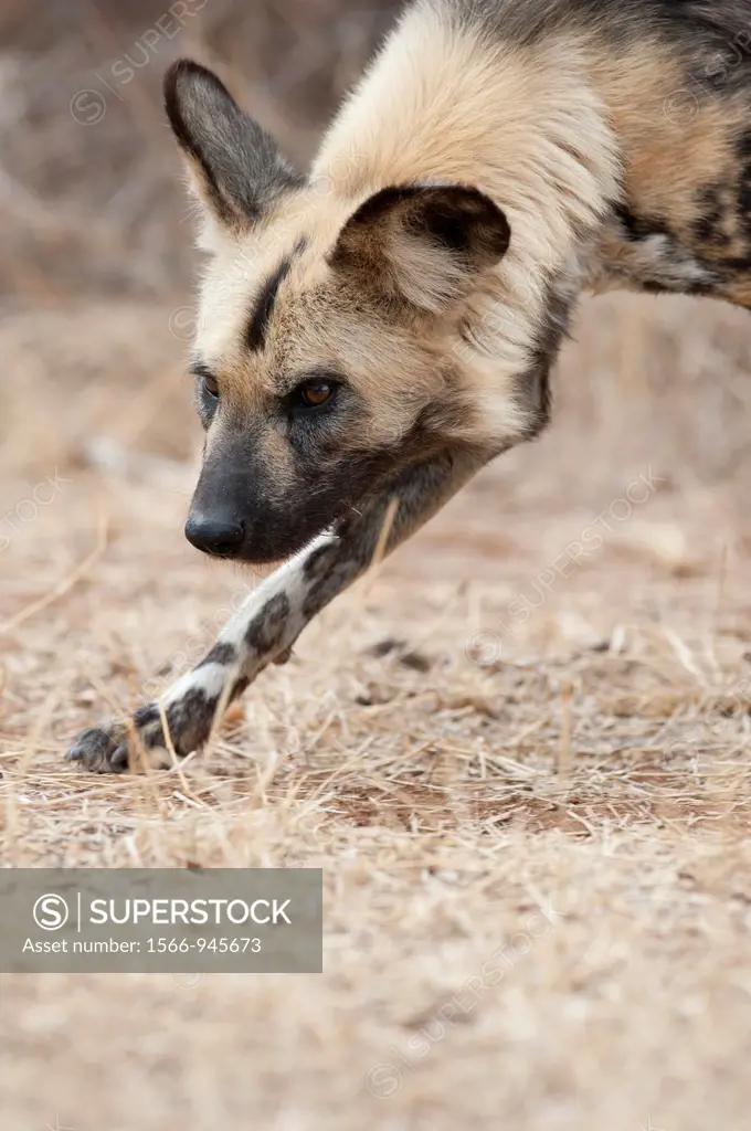 African Wild Dog Lycaon pictus  Greater Kruger Park, South Africa