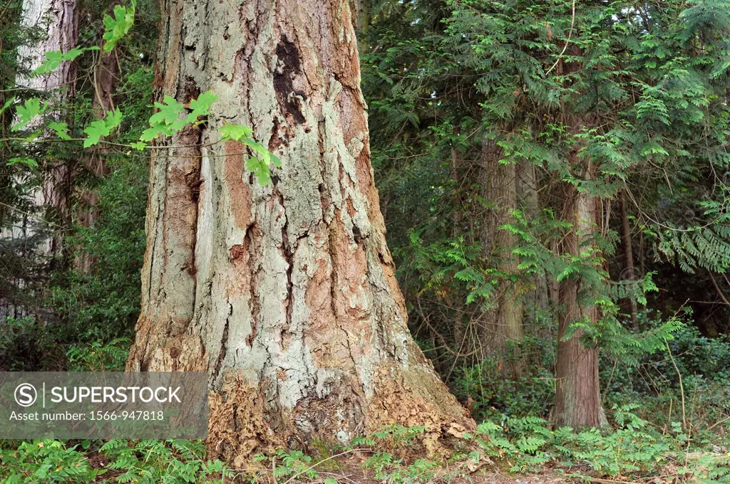 Douglas firs, Pseudotsuga menziesii, Newcastle Island, Nanaimo, British Columbia, Canada