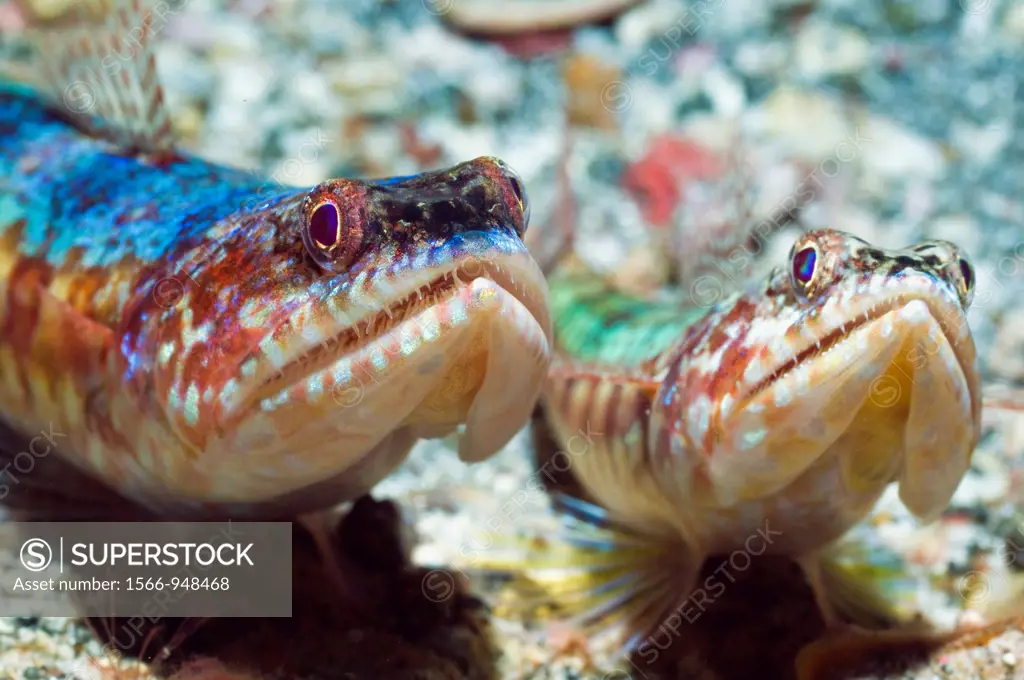 Lizardfish Synodus variegatus lying in wait for prey  Rinca, Komodo National Park, Indonesia