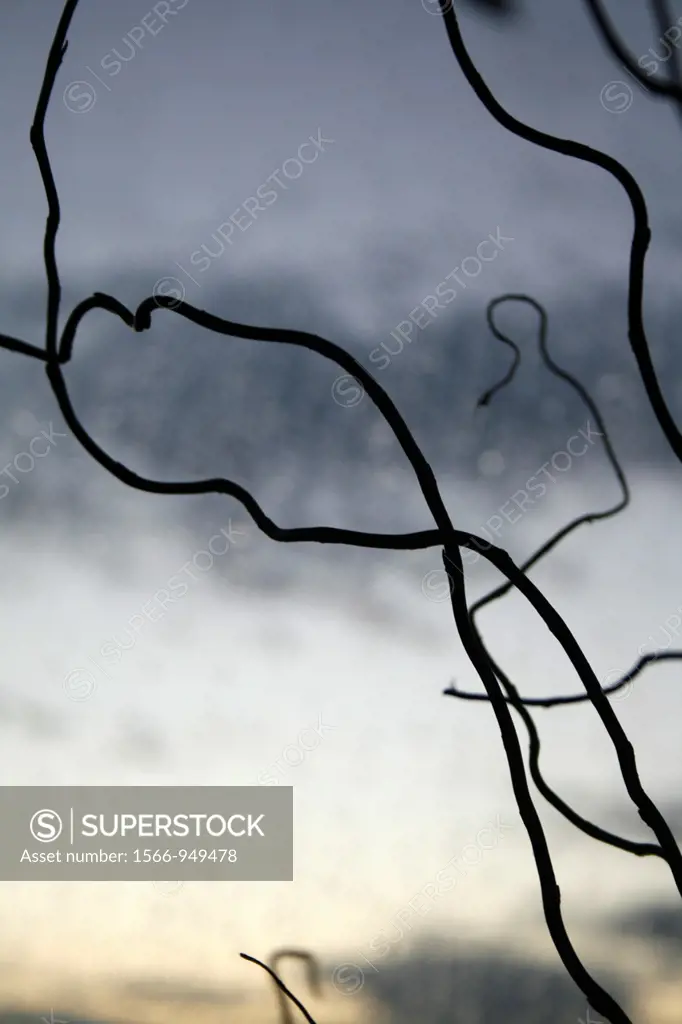pattern of bare tree branches and white clouds