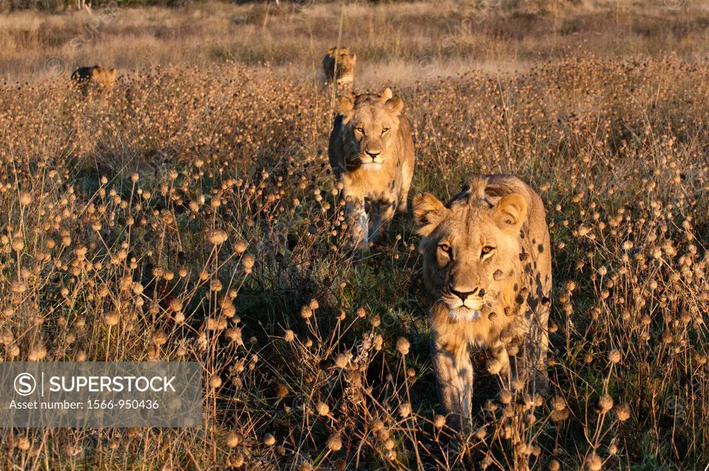 Lion pride Panthera leo, Savute Channel, Linyanti, Botswana