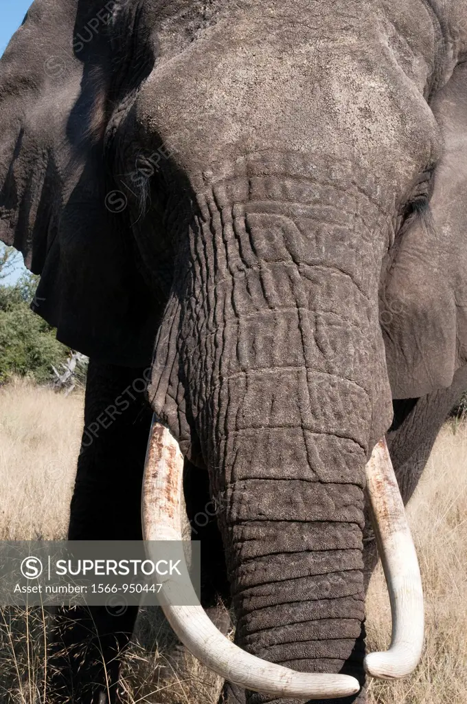 Elephant Loxodonta africana, Abu Camp, Okavango Delta, Botswana