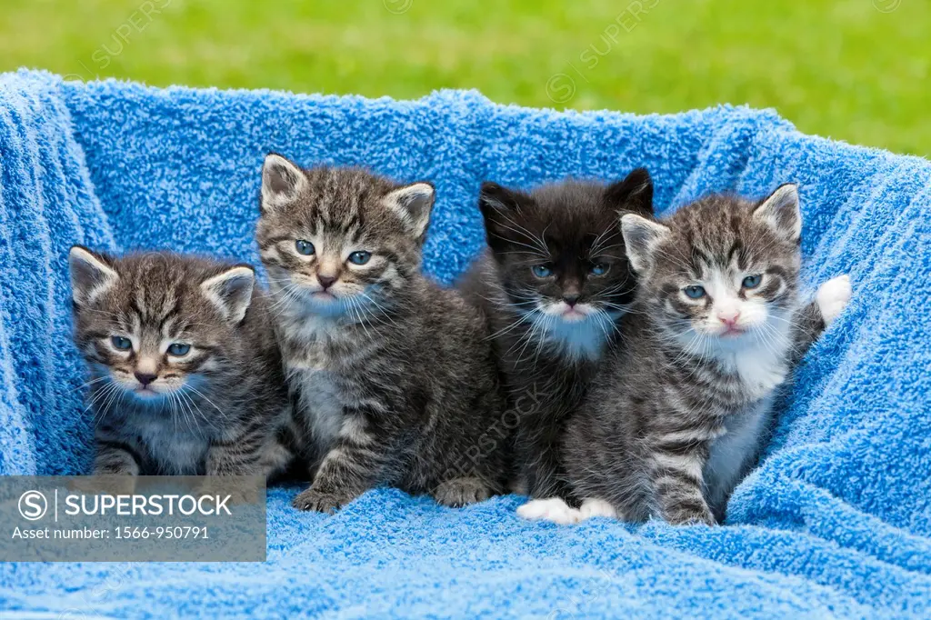 Kittens, four babies sitting together, Lower Saxony, Germany