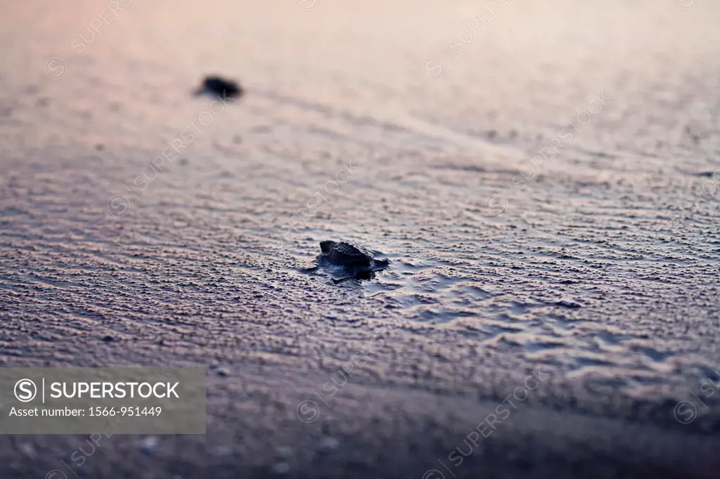 Guatemala, Montericco, Leather-back sea turtles heading to sea