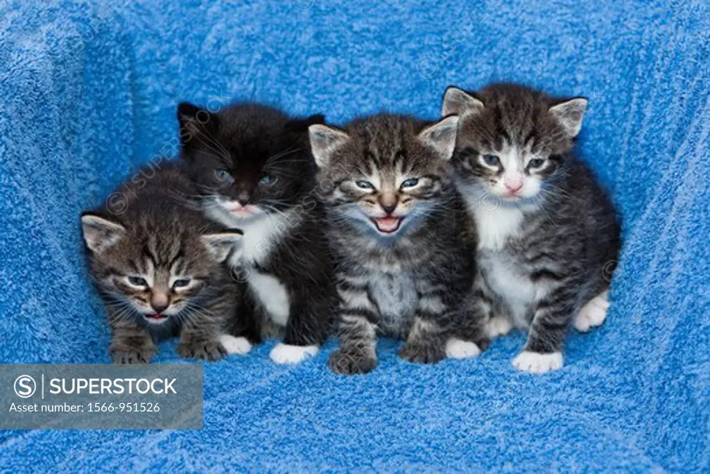 Baby Kittens, Lower Saxony, Germany