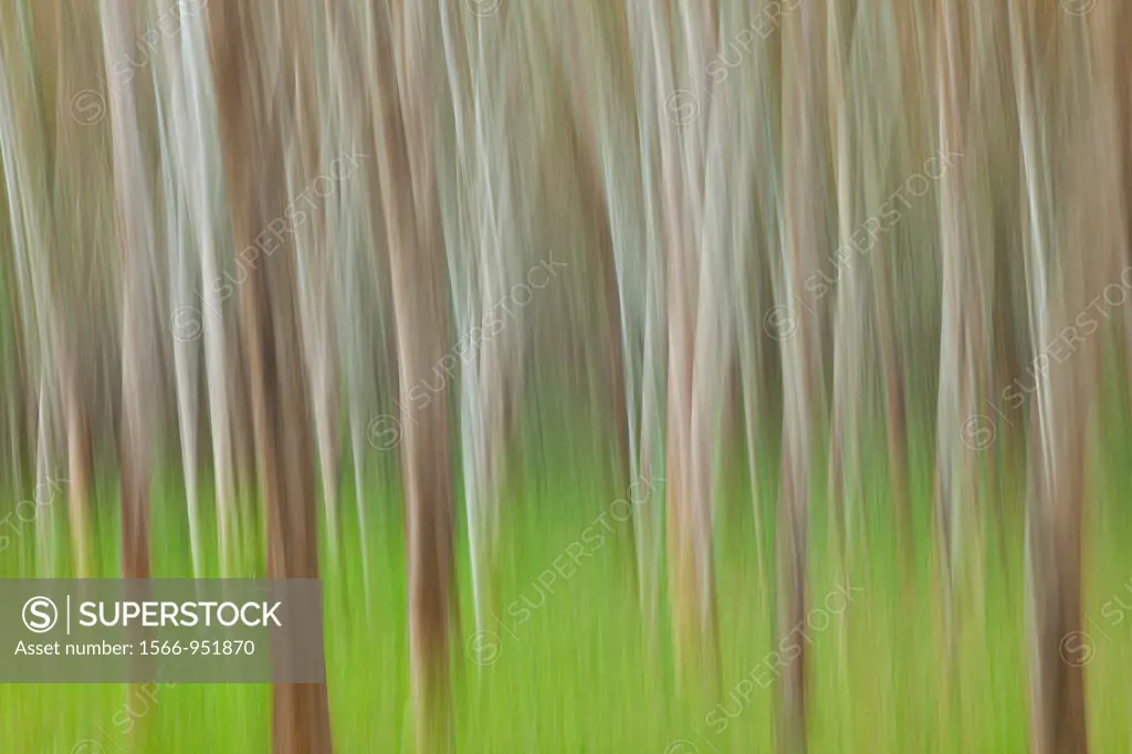 Rubber Tree plantation, Krabi province, Andaman Sea, Thailand, Asia