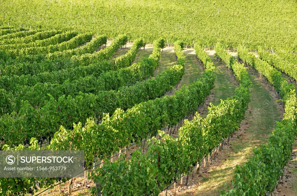 Vineyards, San Gusme, Chianti region, Tuscany, Italy