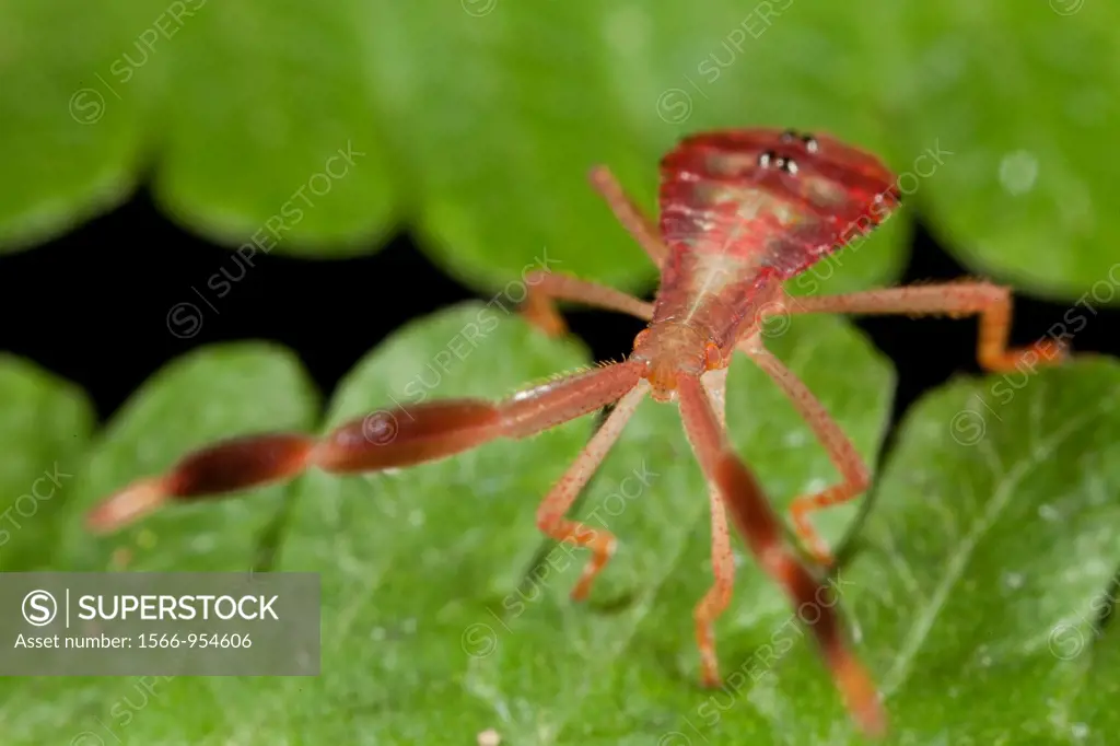 Bug fam. Coreidae nymph found at Kampung Skudup, Sarawak, Borneo
