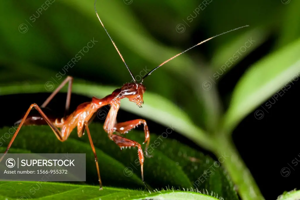 Ant mimic mantis found at Kampung Skudup, Sarawak, Borneo
