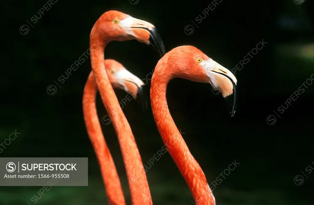 Chilean Flamingo, phoenicopterus chilensis, Group of Adults