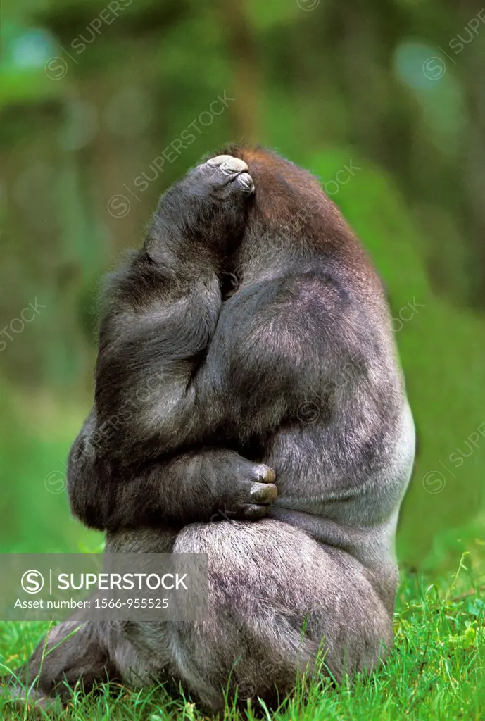 Gorilla, gorilla gorilla, Silverback Adult Male sitting on Grass