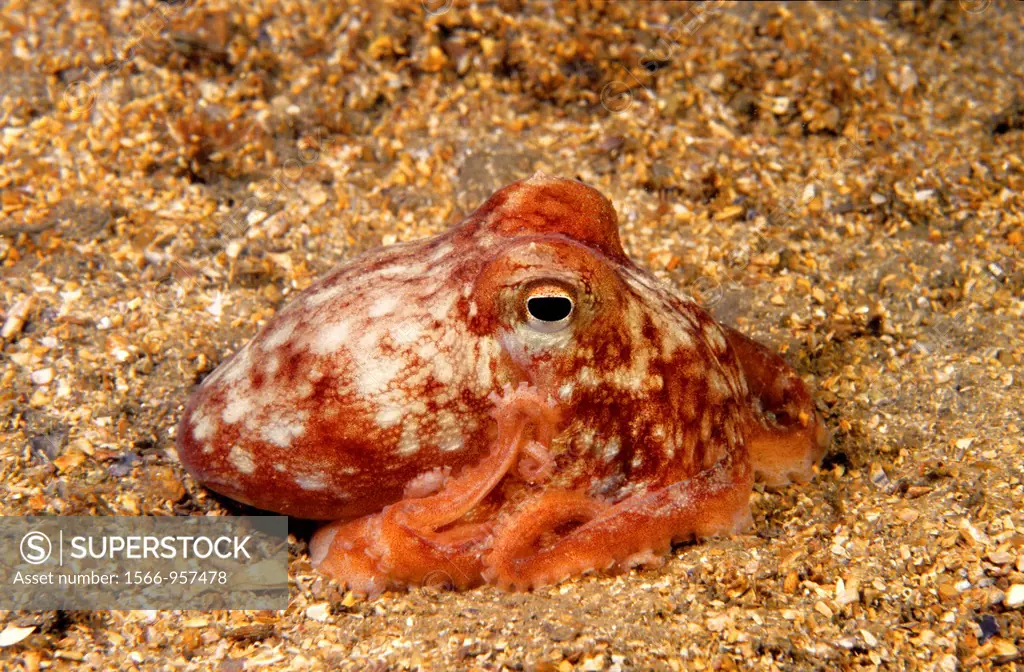 Horned Octopus (Eledone cirrhosa), Eastern Atlantic, Galicia, Spain