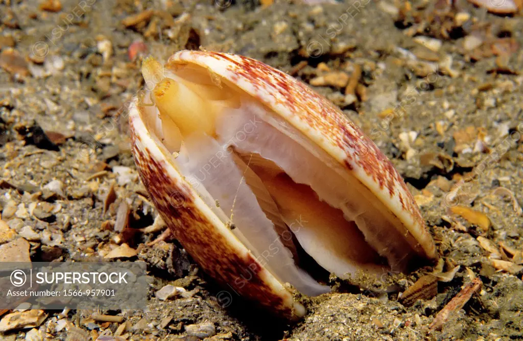 Venus clam, Banded carpet shell (Venerupis rhomboideus), Eastern Atlantic, Galicia, Spain