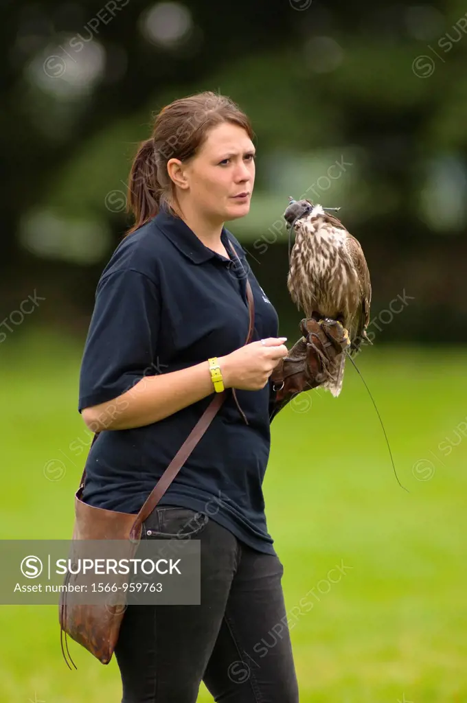 A Falconry display at Bolton Castle near Leyburn in North Yorkshire , England , Britain , Uk