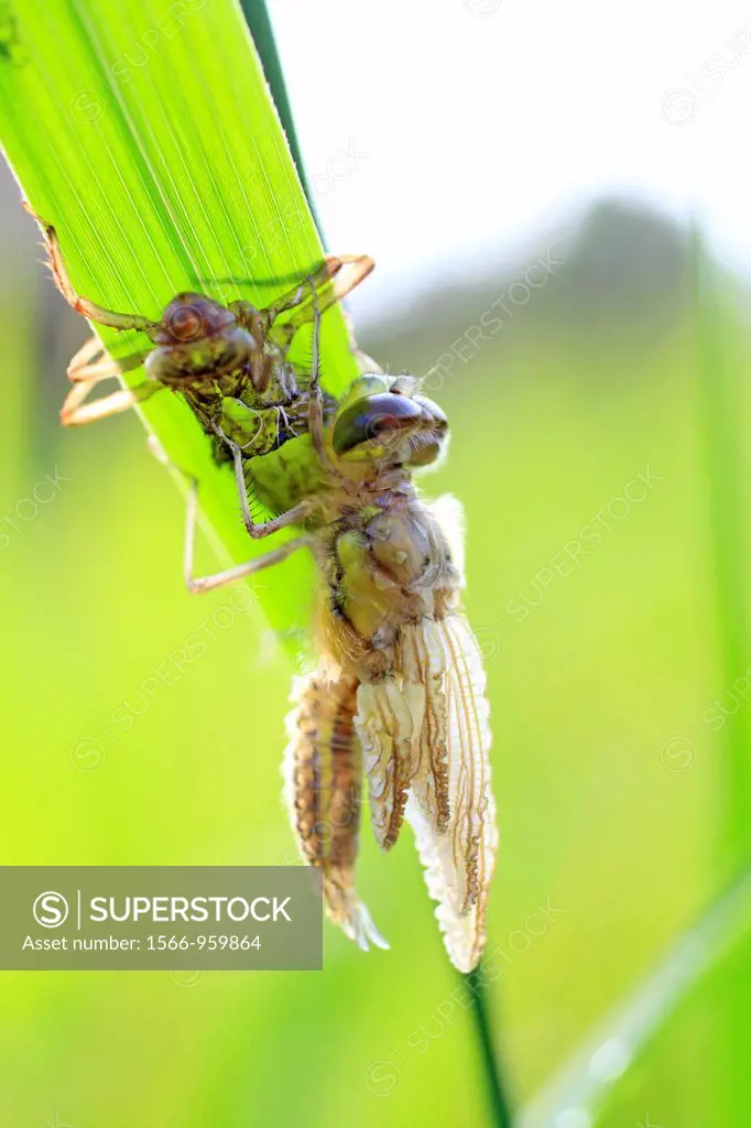 Four-spotted Chaser, Libellula quadrimaculata emerging A Four-spotted dragonfly emerges from exuvia First stage of exit Head is dropping down Body is ...