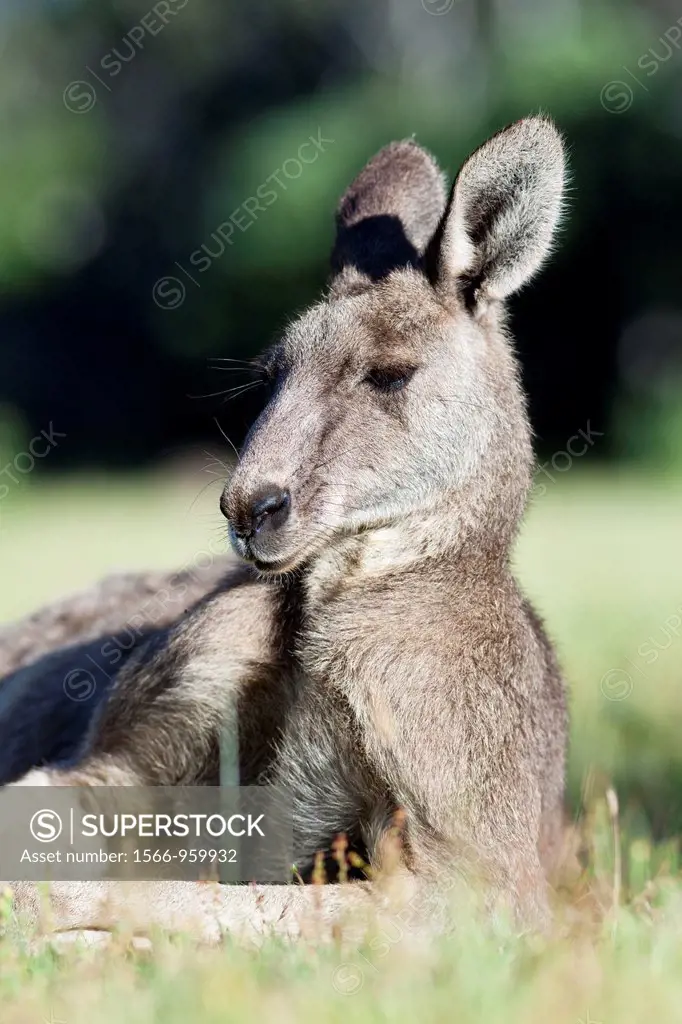 Eastern grey kangaroo Macropus giganteus, it is the second largest living marsupial and one of the icons of Australia Portrait of a dominant bull The ...