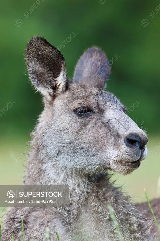 Eastern grey kangaroo Macropus giganteus, it is the second largest living marsupial and one of the icons of Australia Portrait of a dominant bull The ...