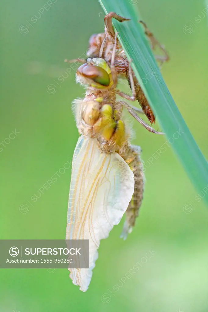 Four-spotted Chaser, Libellula quadrimaculata emerging A Four-spotted dragonfly emerges from exuvia First stage of exit Head is dropping down Body is ...