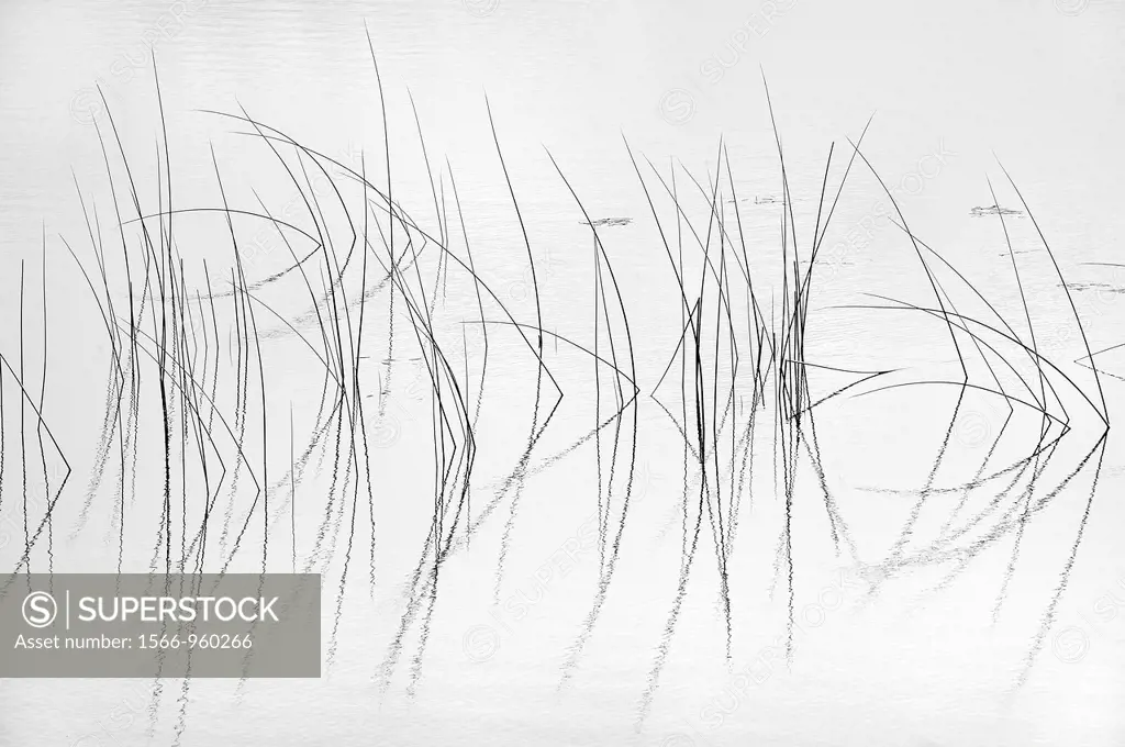 Ireland, County Donegal, Glenveagh National Park, Pond and reeds