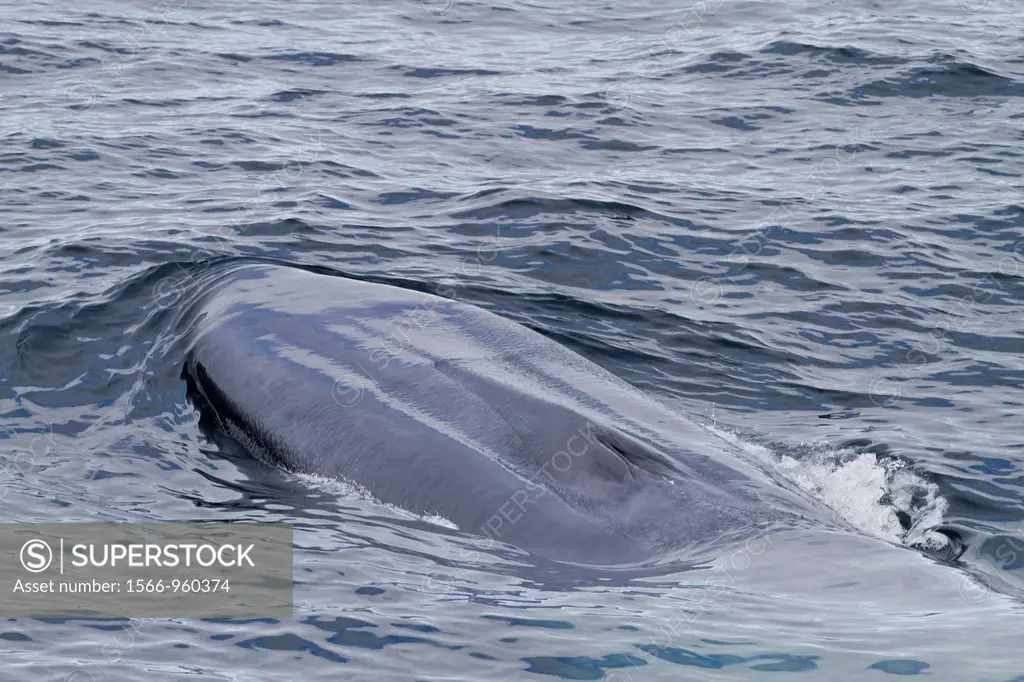 A very rare sighting of an adult blue Whale Balaenoptera musculus surfacing off the northwestern side of Spitsbergen Island in the Svalbard Archipelag...