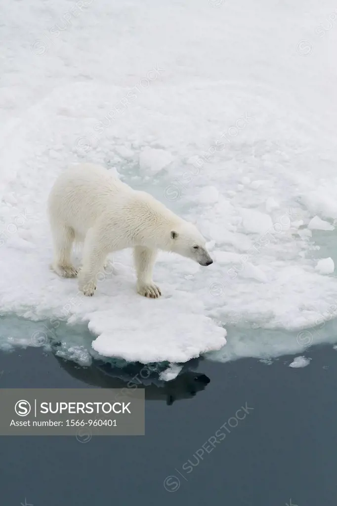 A curious young polar bear Ursus maritimus on ice floe in the Svalbard Archipelago, Norway